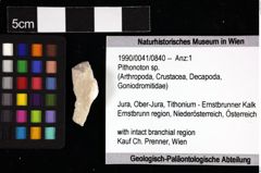 Foto (Objket + Etiketten) von Pithonoton sp. 